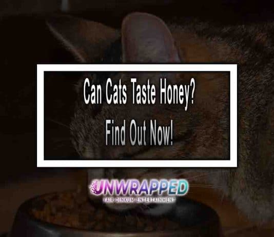 Can Cats Taste Honey?