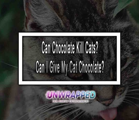 Can Chocolate Kill Cats? Can I Give My Cat Chocolate? Can Chocolate Kill Cats? Can I Give My Cat Chocolate?