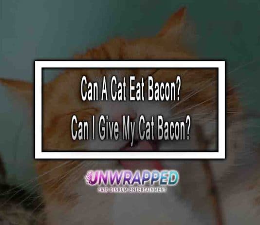 Can A Cat Eat Bacon? Can I Give My Cat Bacon?