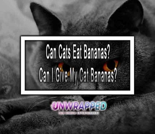 Can Cats Eat Bananas? Can I Give My Cat Bananas? Is It Safe To Give My Cat Bananas?