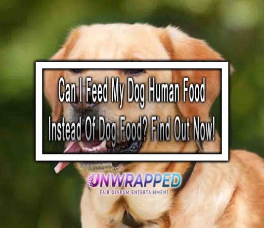 Can I Feed My Dog Human Food Instead Of Dog Food? Find Out Now!