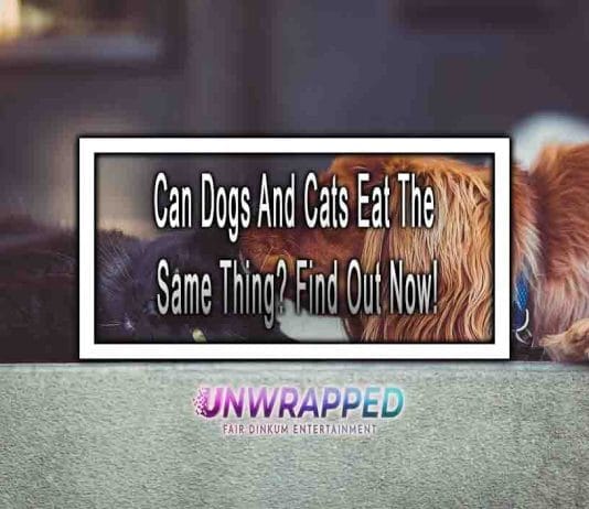 Can Dogs And Cats Eat The Same Thing? Find Out Now!