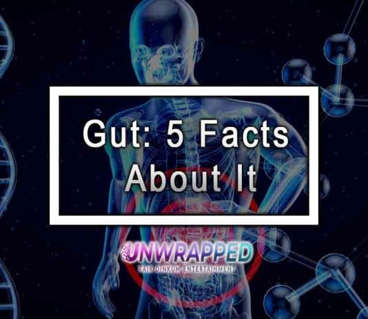 Gut: 5 Facts About It