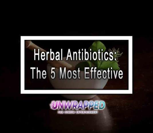 Herbal Antibiotics: The 5 Most Effective