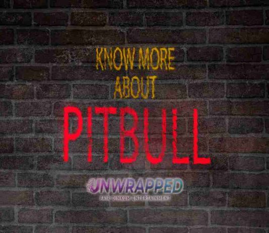 Pitbull: Bio, Life, Career, Awards, Facts, Trivia, Favorites