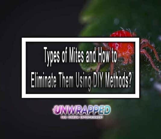 Types of Mites and How to Eliminate Them Using DIY Methods?