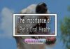 The Importance of Pet’s Oral Health