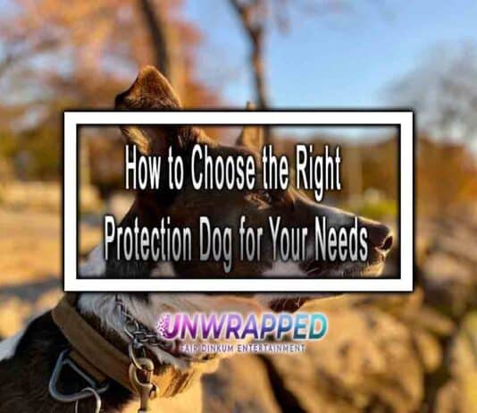 How to Choose the Right Protection Dog for Your Needs How to Choose the Right Protection Dog for Your Needs