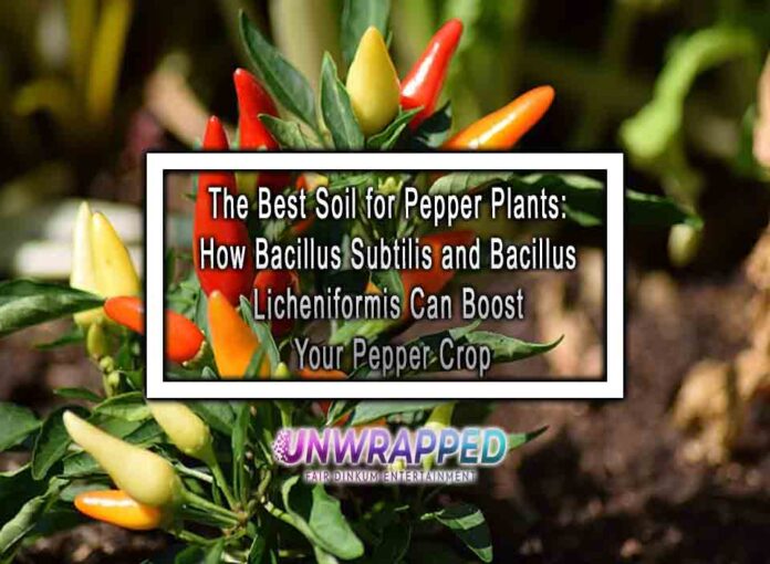 The Best Soil for Pepper Plants: How Bacillus Subtilis and Bacillus Licheniformis Can Boost Your Pepper Crop