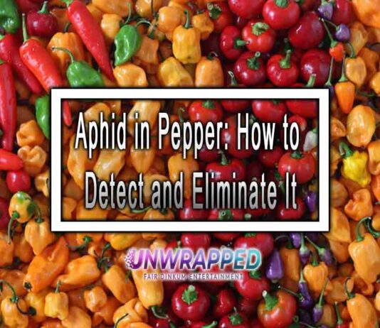 Aphid in Pepper: How to Detect and Eliminate It