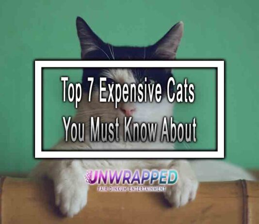 Top 7 Expensive Cats You Must Know About