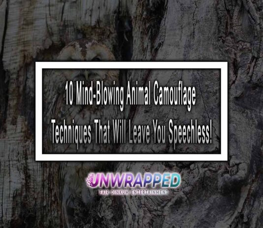 10 Mind-Blowing Animal Camouflage Techniques That Will Leave You Speechless! https://a-z-animals.com/blog/the-top-8-craziest-animal-adaptations/