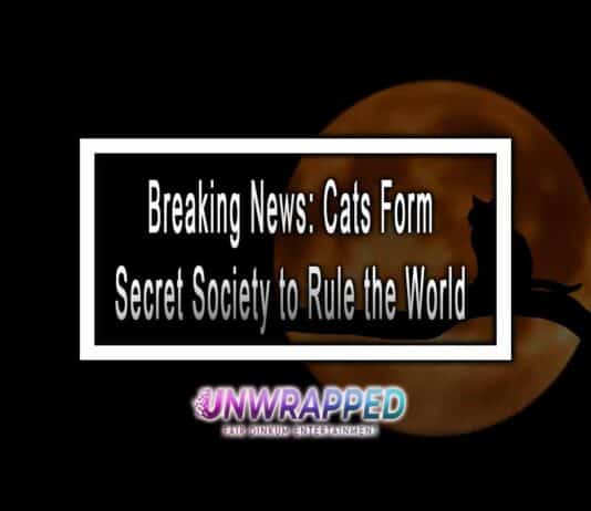 Breaking News: Cats Form Secret Society to Rule the World Breaking News: Cats Form Secret Society to Rule the World