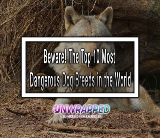 Beware! The Top 10 Most Dangerous Dog Breeds in the World Beware! The Top 10 Most Dangerous Dog Breeds in the World