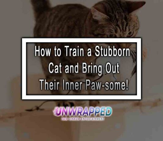 How to Train a Stubborn Cat and Bring Out Their Inner Paw-some! How to Train a Stubborn Cat and Bring Out Their Inner Paw-some!