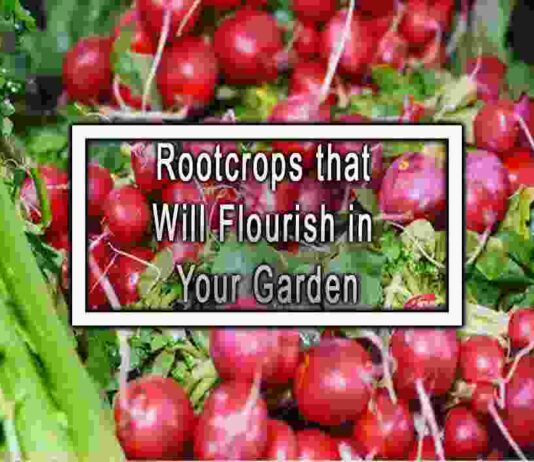 Rootcrops that Will Flourish in Your Garden