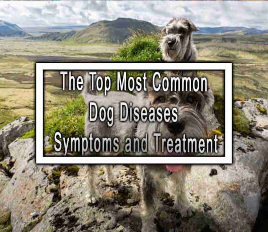 The Top Most Common Dog Diseases Symptoms and Treatment