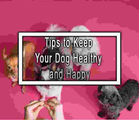 Tips to Keep Your Dog Healthy and Happy
