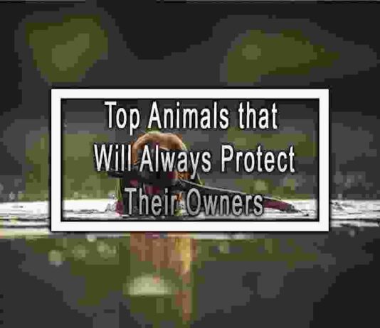 Top Animals that Will Always Protect Their Owners