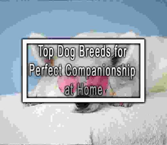 Top Dog Breeds for Perfect Companionship at Home