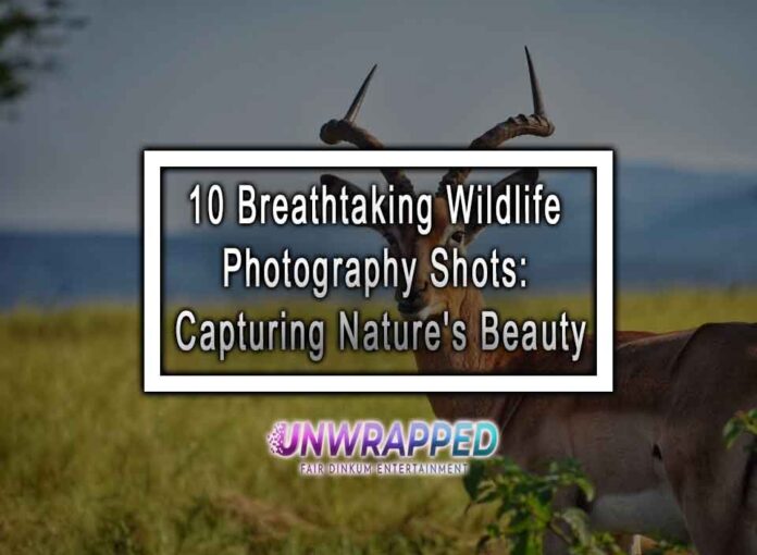 10 Breathtaking Wildlife Photography Shots: Capturing Nature's Beauty