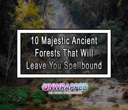 10 Majestic Ancient Forests That Will Leave You Spellbound 10 Majestic Ancient Forests That Will Leave You Spellbound