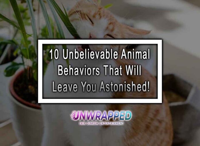 10 Unbelievable Animal Behaviors That Will Leave You Astonished!