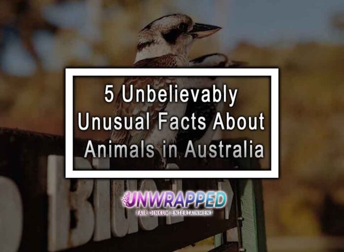 5 Unbelievably Unusual Facts About Animals in Australia