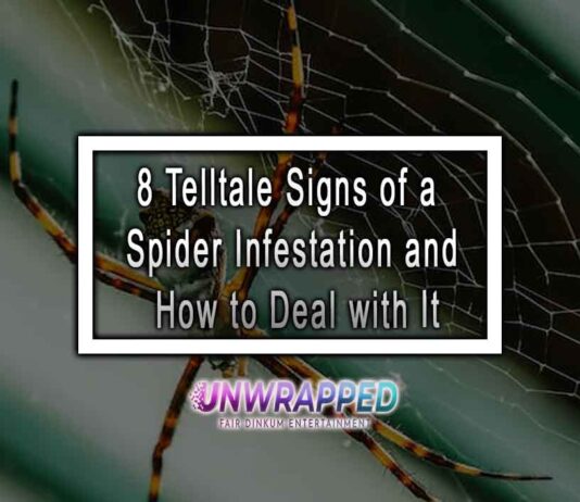 8 Telltale Signs of a Spider Infestation and How to Deal with It 8 Telltale Signs of a Spider Infestation and How to Deal with It