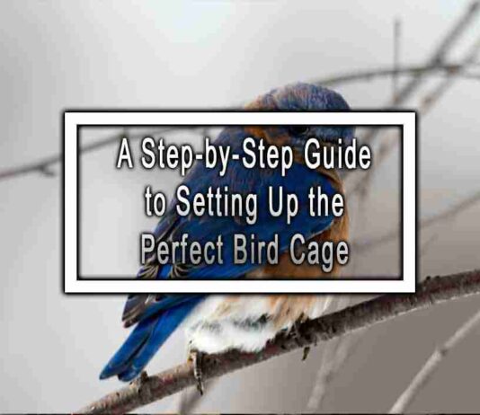 A Step-by-Step Guide to Setting Up the Perfect Bird Cage