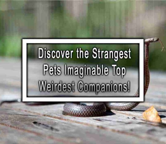 Discover the Strangest Pets Imaginable Top Weirdest Companions!