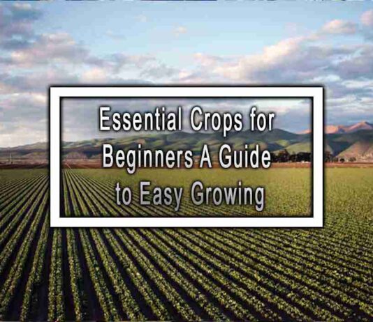 Essential Crops for Beginners A Guide to Easy Growing