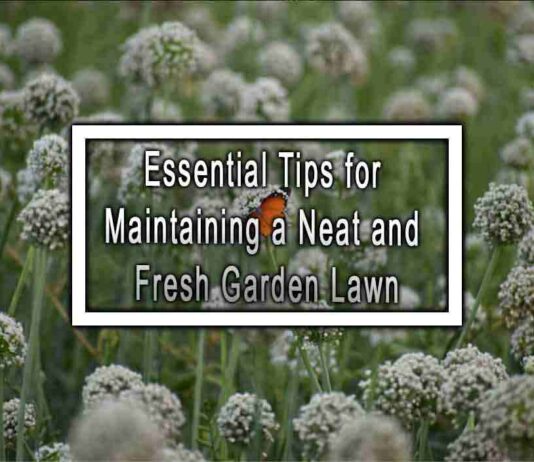 Essential Tips for Maintaining a Neat and Fresh Garden Lawn