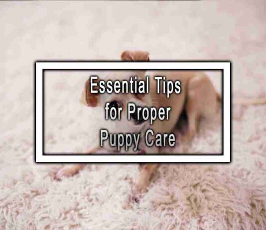 Essential Tips for Proper Puppy Care