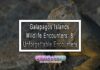 Galapagos Islands Wildlife Encounters: 8 Unforgettable Encounters