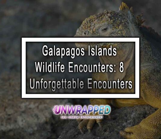 Galapagos Islands Wildlife Encounters: 8 Unforgettable Encounters