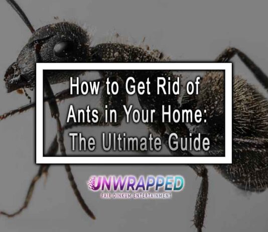 How to Get Rid of Ants in Your Home: The Ultimate Guide