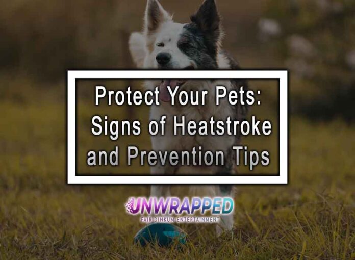 Protect Your Pets: Signs of Heatstroke and Prevention Tips