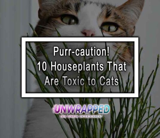 Purr-caution! 10 Houseplants That Are Toxic to Cats 