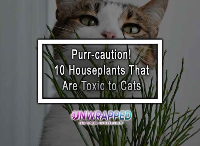 Purr-caution! 10 Houseplants That Are Toxic To Cats