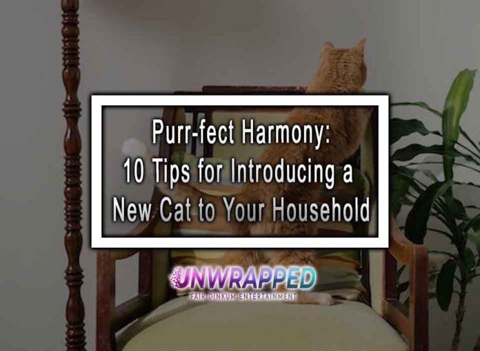 Purr-fect Harmony: 10 Tips for Introducing a New Cat to Your Household