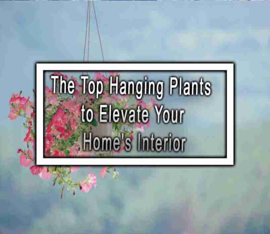 The Top Hanging Plants to Elevate Your Home’s Interior