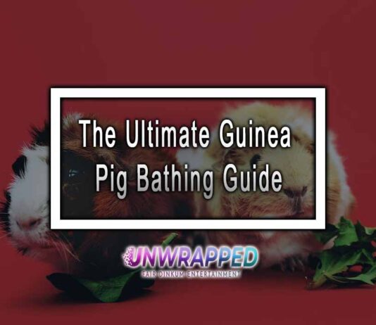 The Ultimate Guinea Pig Bathing Guide