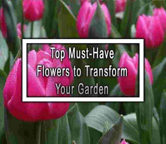 Top Must-Have Flowers to Transform Your Garden