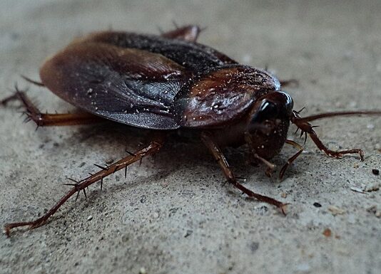 The Ultimate Guide Effective Techniques to Eliminate Cockroaches from Your Home