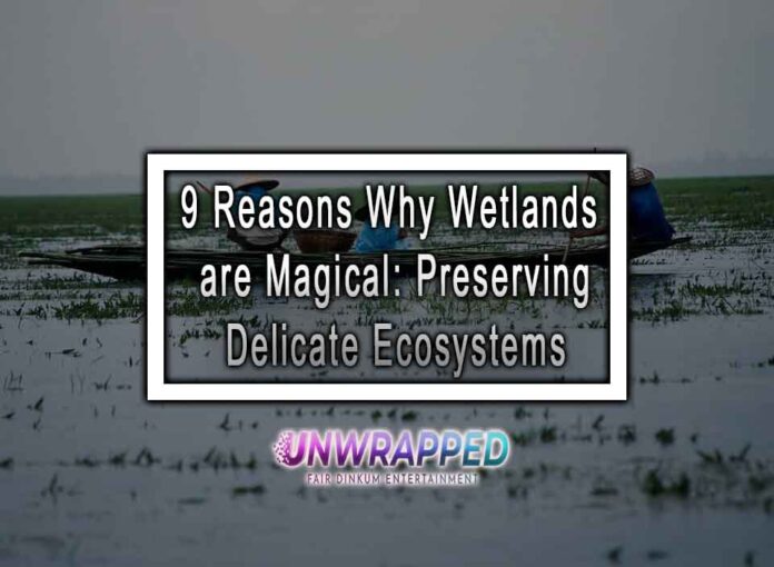 9 Reasons Why Wetlands are Magical: Preserving Delicate Ecosystems