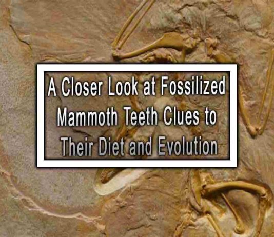 A Closer Look at Fossilized Mammoth Teeth Clues to Their Diet and Evolution
