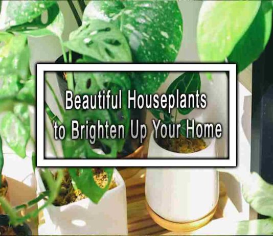 Beautiful Houseplants to Brighten Up Your Home