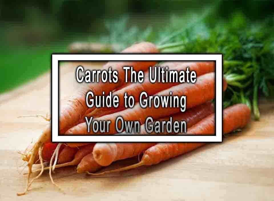 Carrots: The Ultimate Guide to Growing Your Own Garden