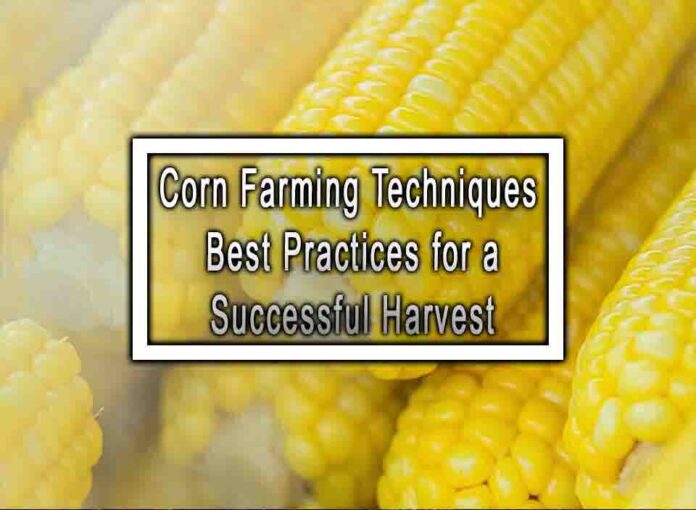 Corn Farming Techniques Best Practices for a Successful Harvest